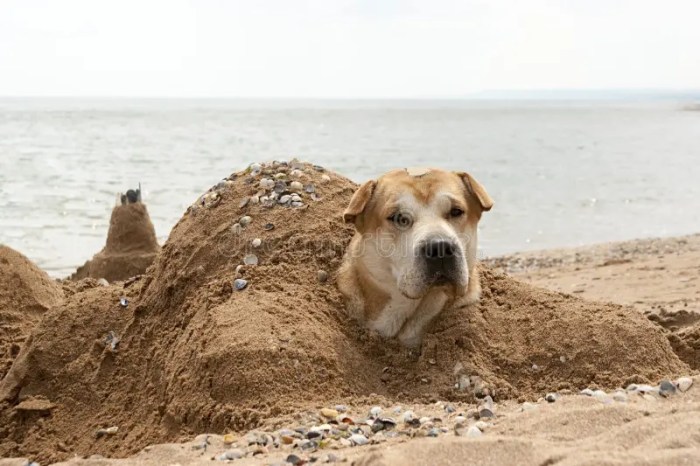 Dog buried in sand goya