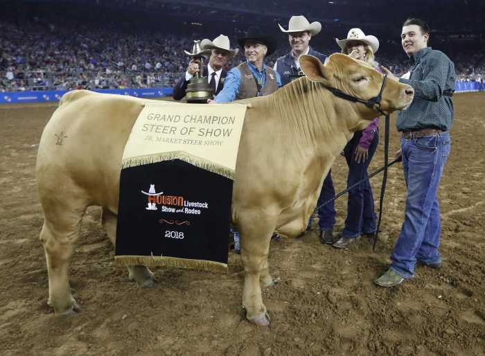 Champion houston rodeo steer show grand livestock auction ffa texas sells allen who raised conkle charolais cameron during his