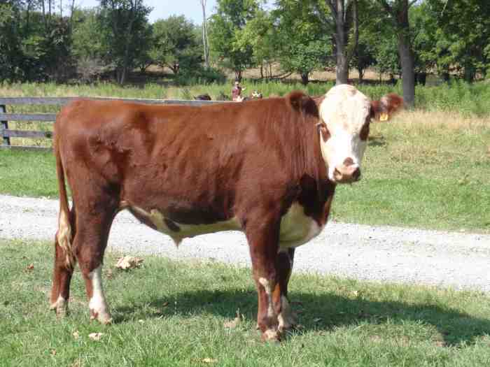 Cow steer range smarter than champion warning chess regional fair guy