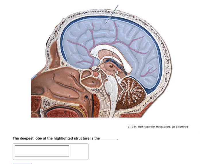 Lt-c14 half head with musculature 3b scientific