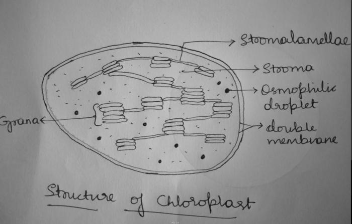 The structure of the chloroplast coloring worksheet answers