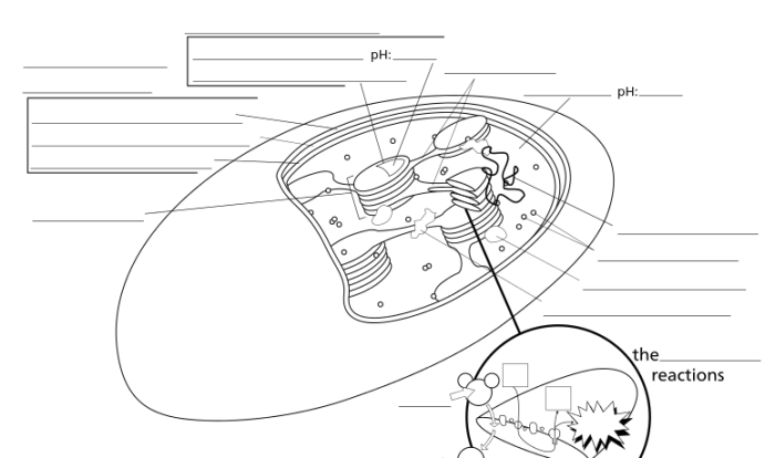 The structure of the chloroplast coloring worksheet answers