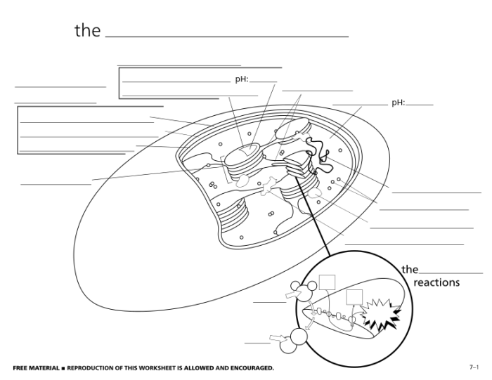 The structure of the chloroplast coloring worksheet answers