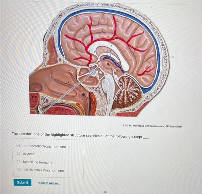 Lt-c14 half head with musculature 3b scientific