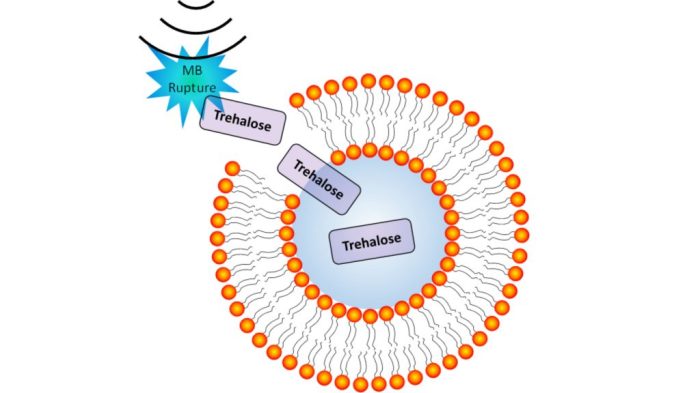 If an ultrasound probe contacts mucous membranes