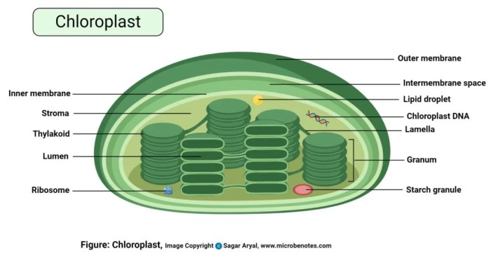 Photosynthesis quiz chloroplast