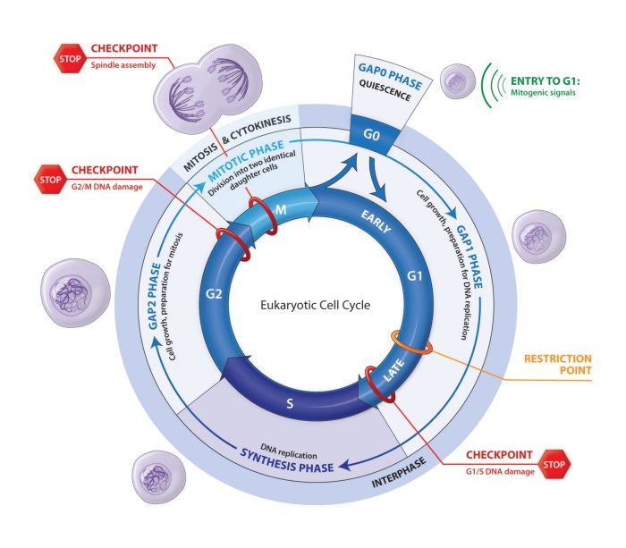 Eukaryotic depth