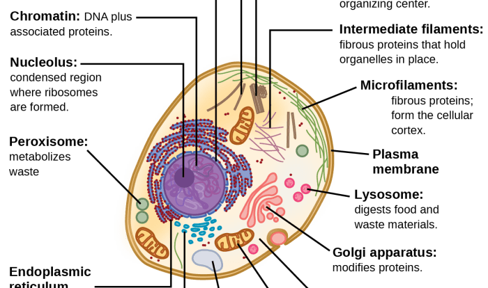 Functions cell organelles organelle plant worksheet matching function parts structure animal cells biology science answers pdf answer eukaryotic their key