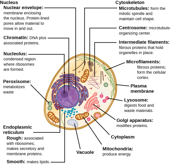 Functions cell organelles organelle plant worksheet matching function parts structure animal cells biology science answers pdf answer eukaryotic their key