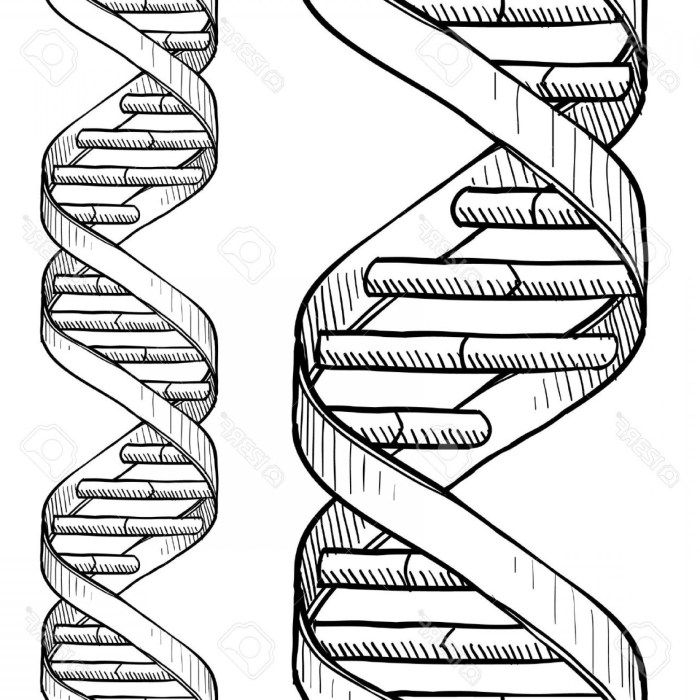 Dna the double helix coloring worksheet