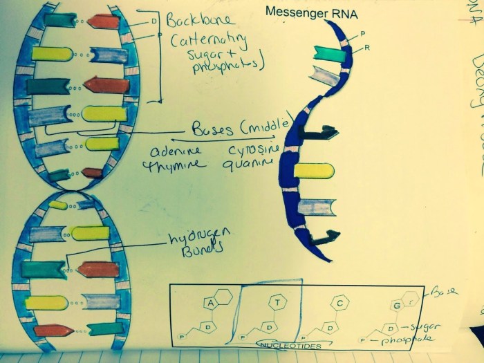 Dna the double helix coloring worksheet