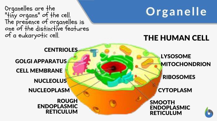 Match the following organelles with their function