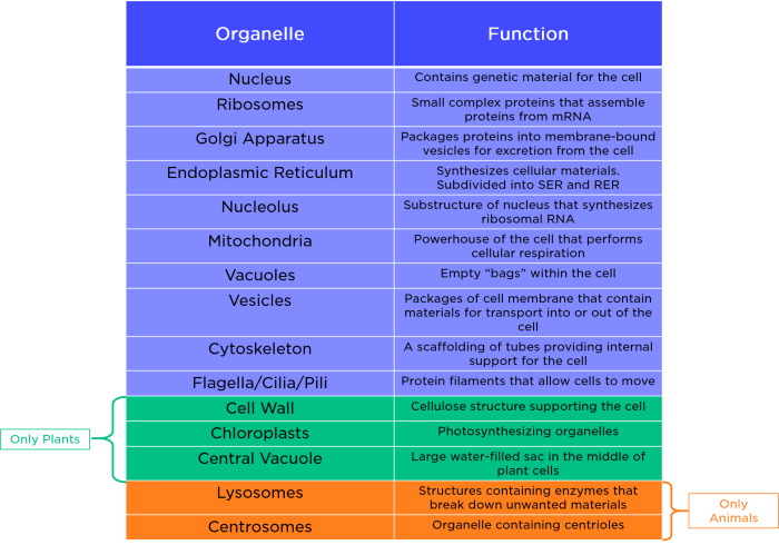 Organelles biology membrane oxygen rsscience