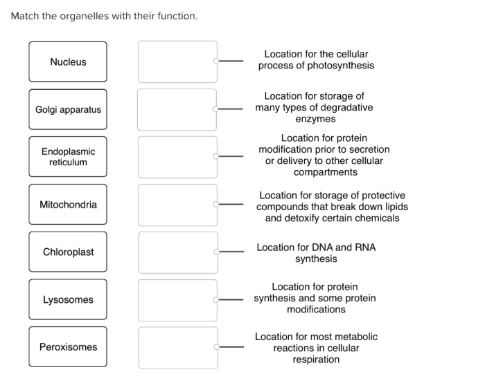 Match the following organelles with their function